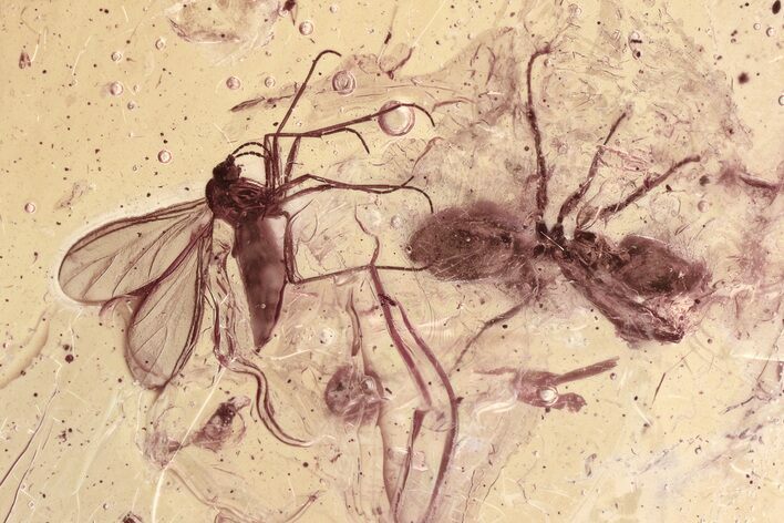Fossil Ant and Dark-Winged Fungus Gnat In Baltic Amber #330674